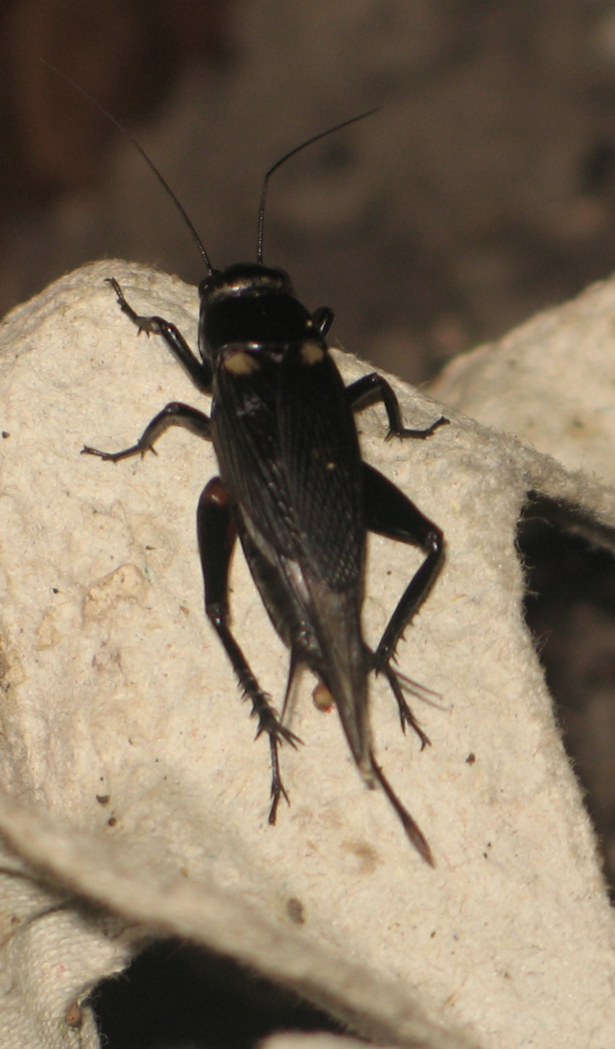 Gryllinae