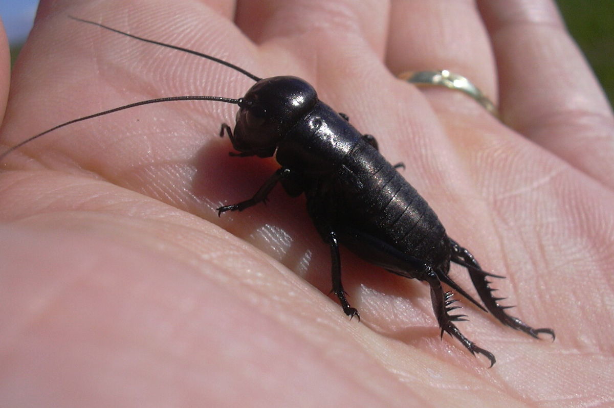 Gryllidae