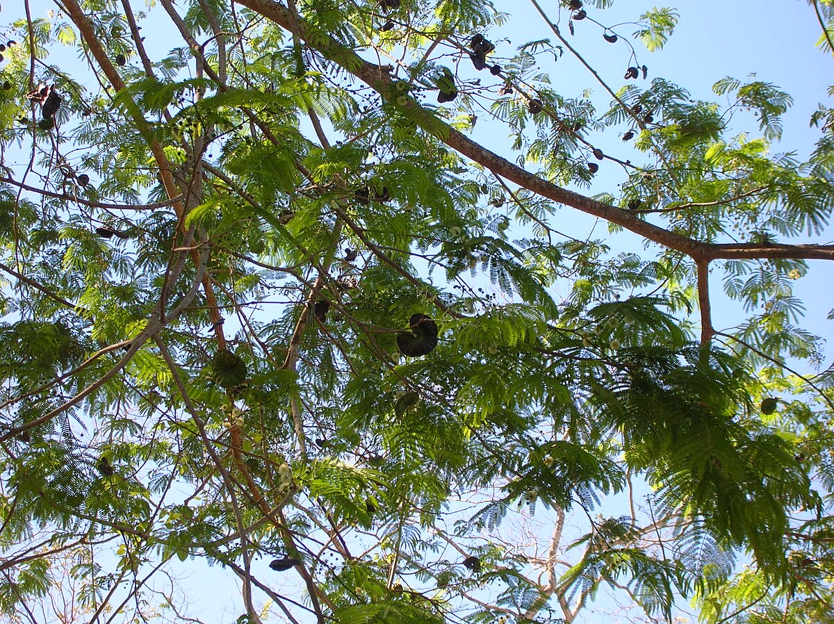 Guanacaste (arbre)