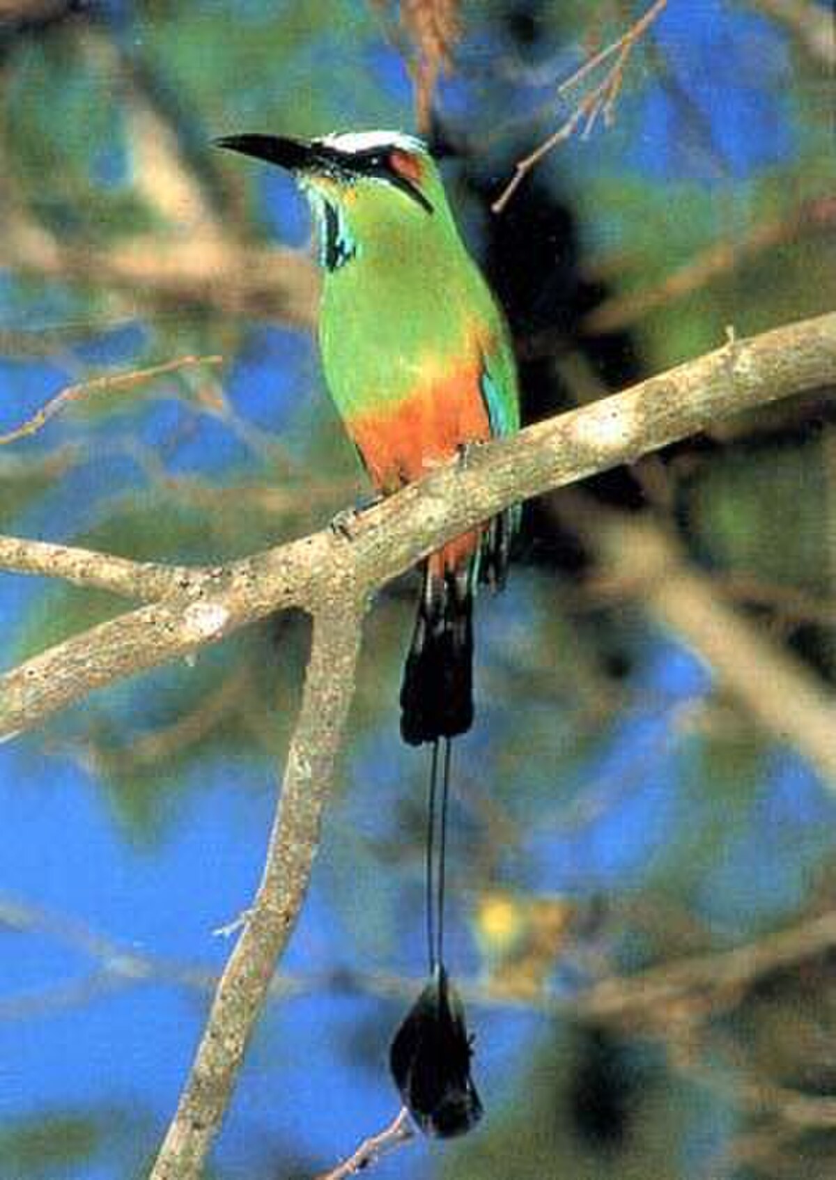 Motmot à sourcils bleus