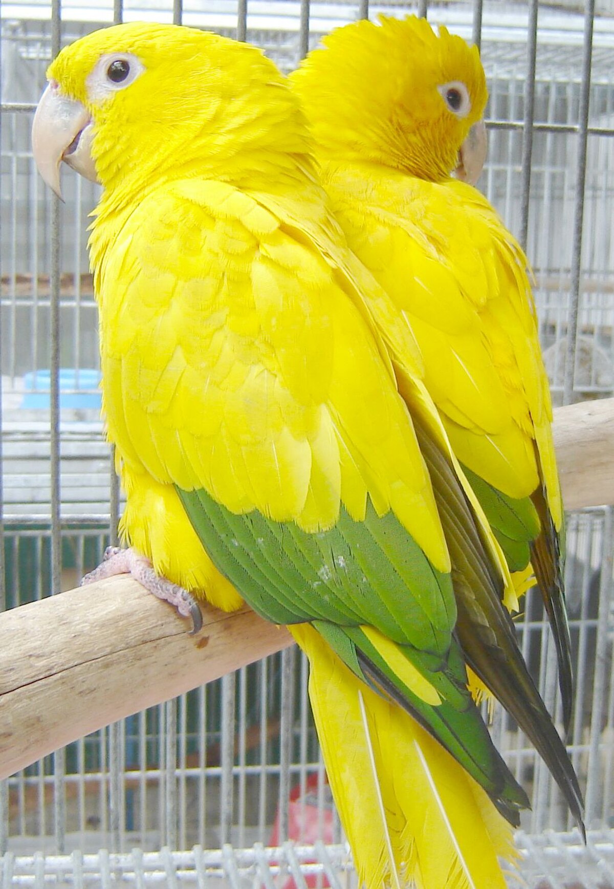 Conure dorée