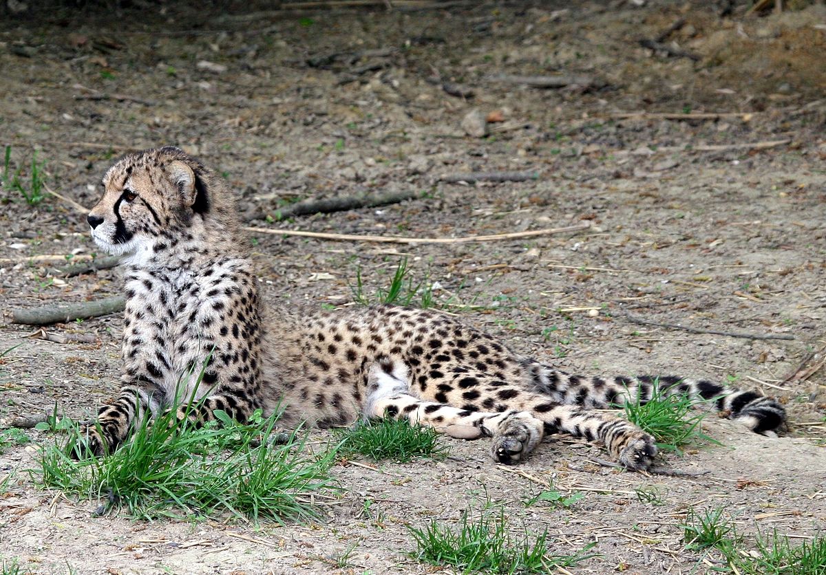 Acinonyx