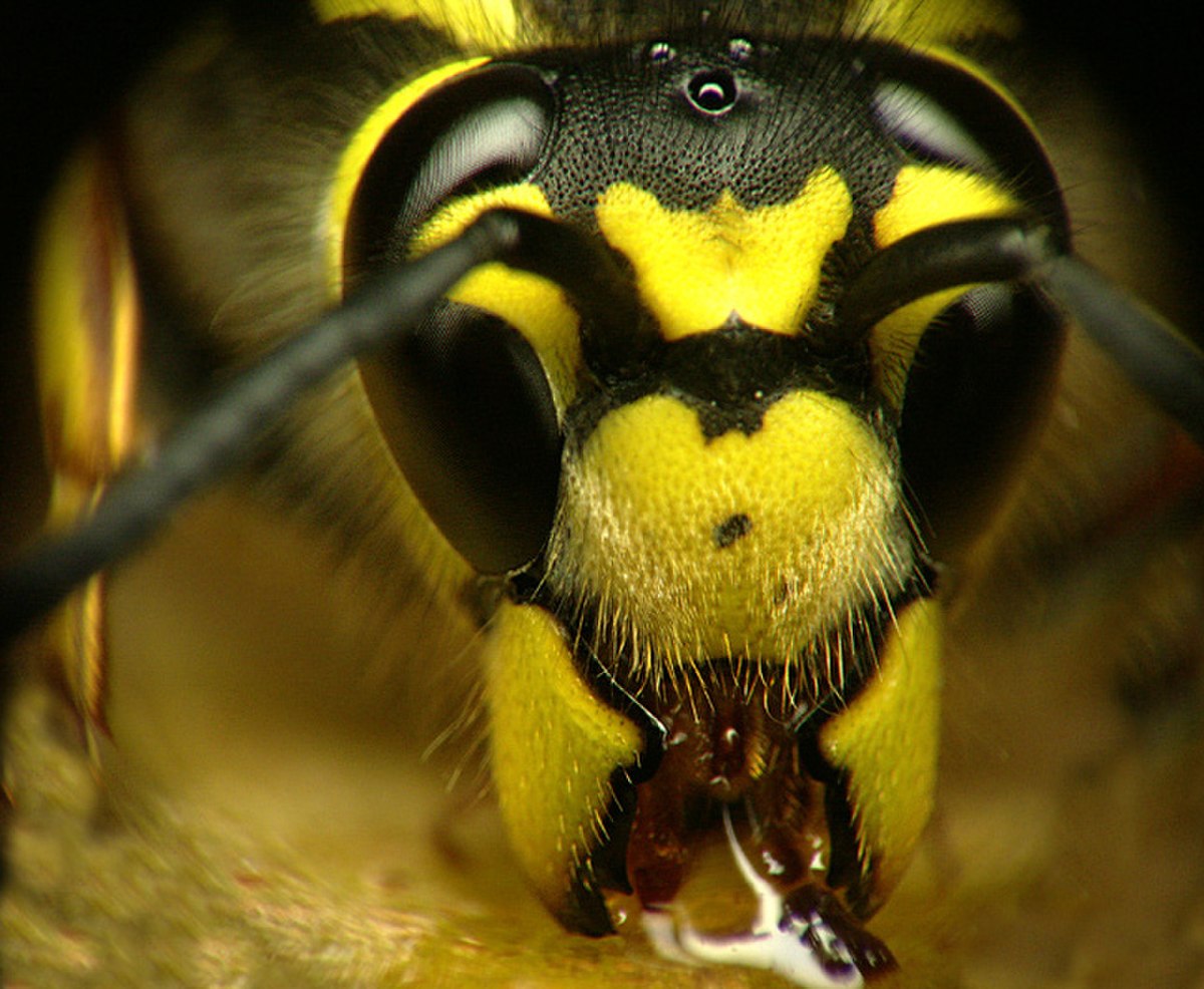 Aculeata