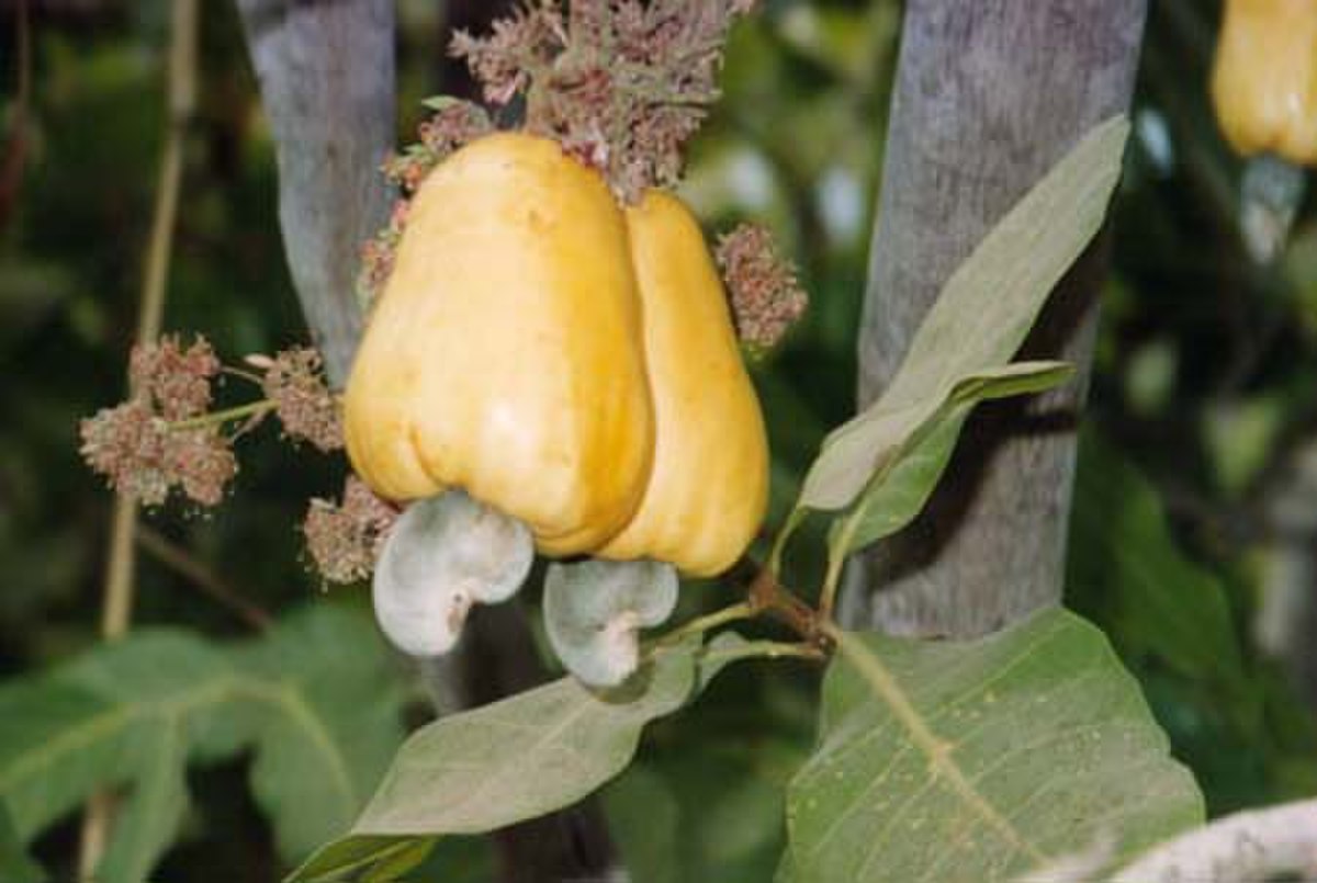 Pommes de Cajou