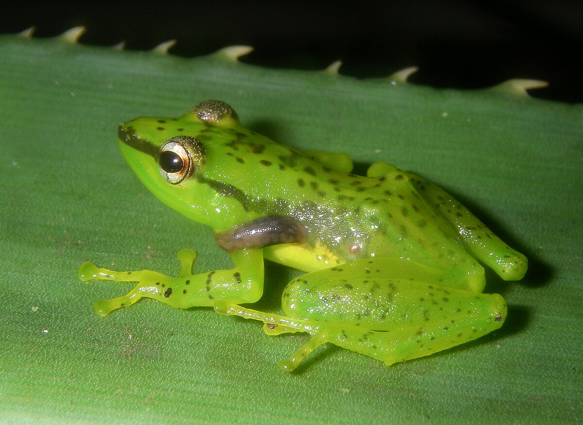 Guibemantis pulcher