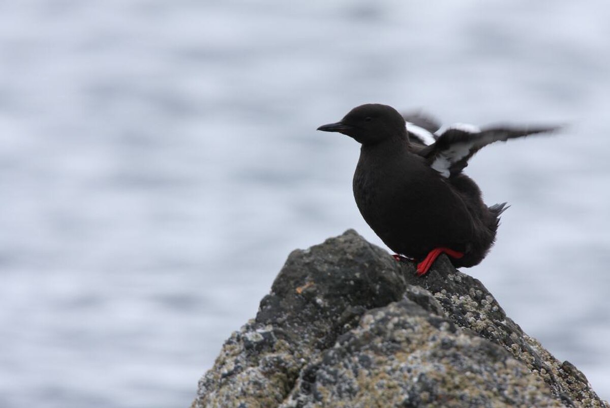 Guillemot à miroir
