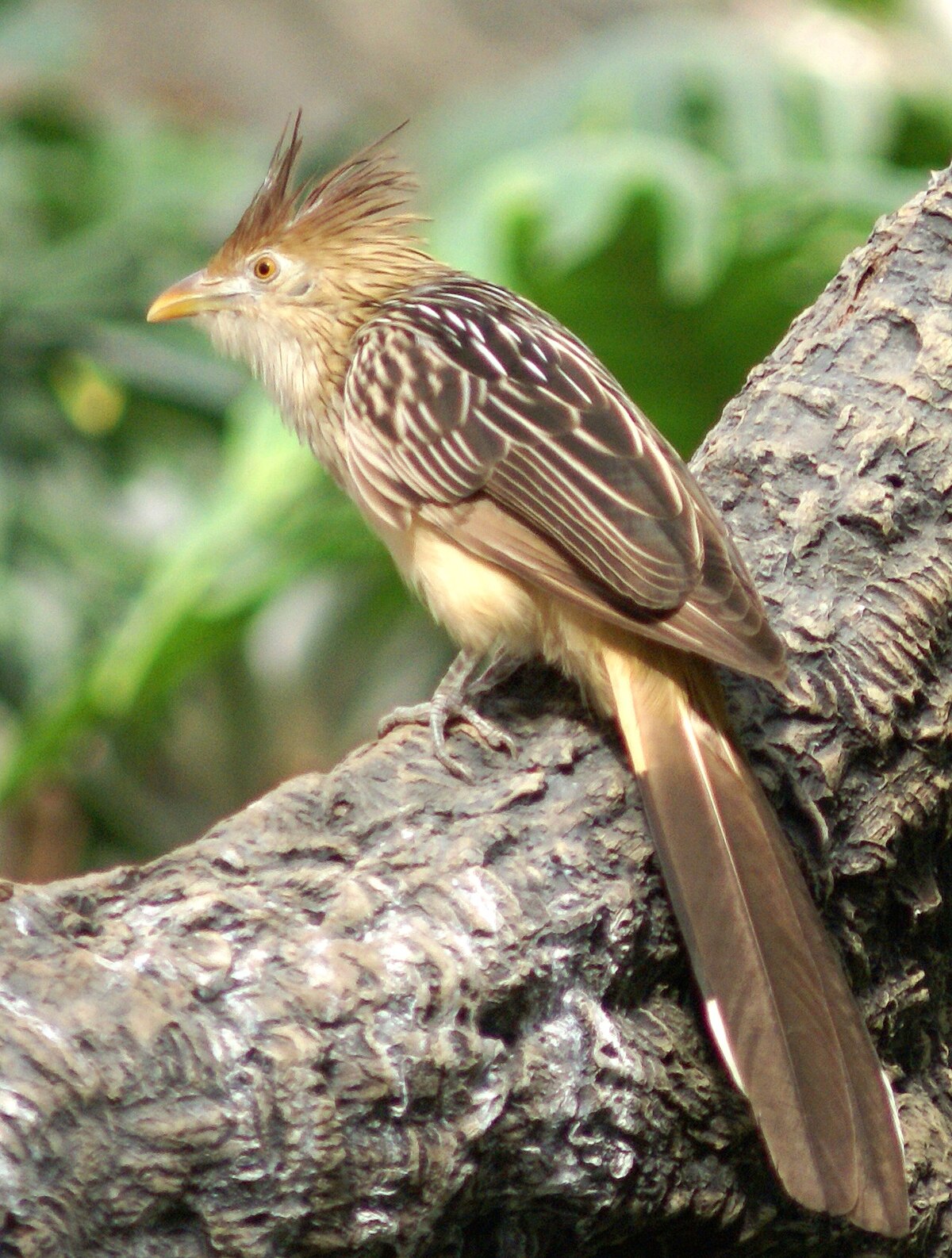 Guira cantara