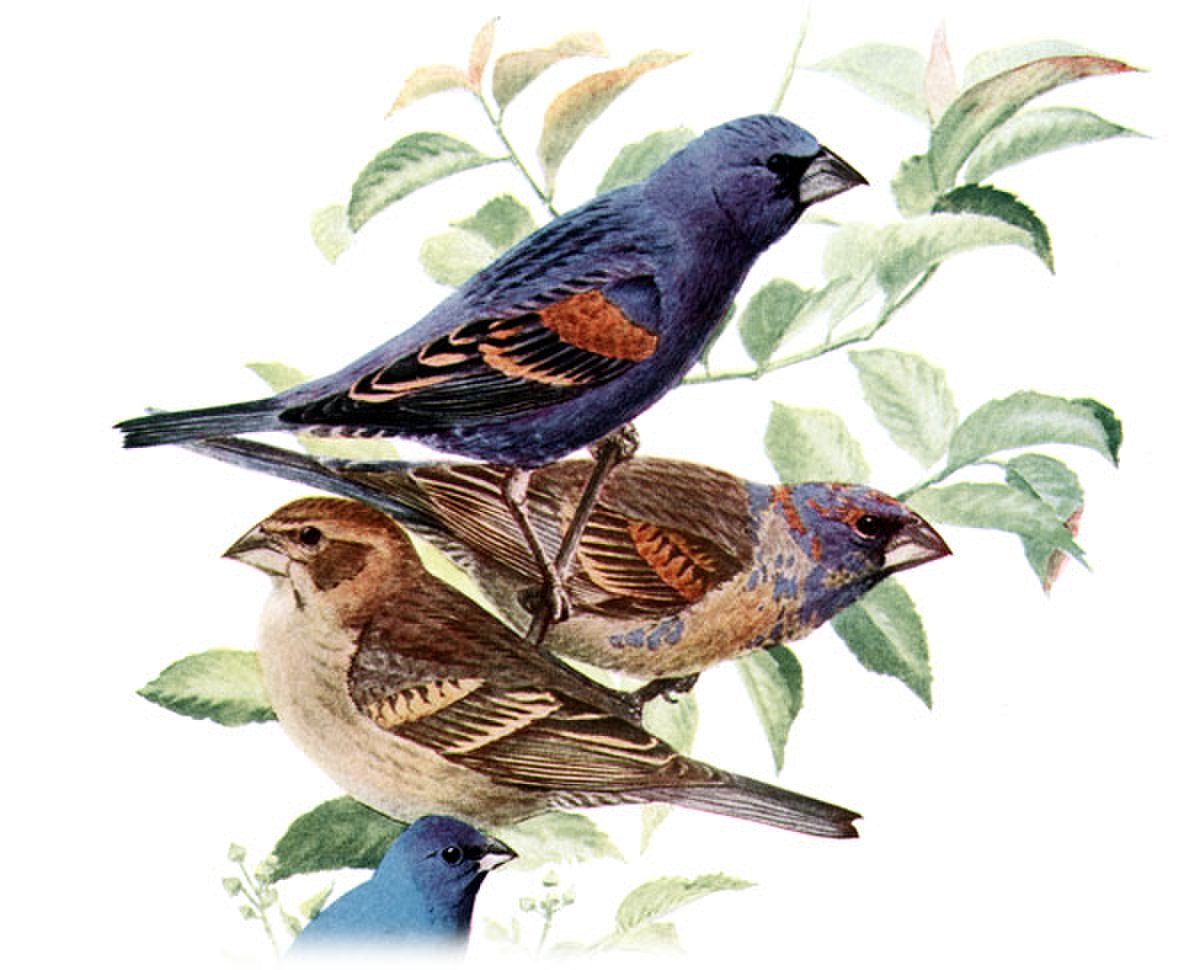 Guiraca bleu