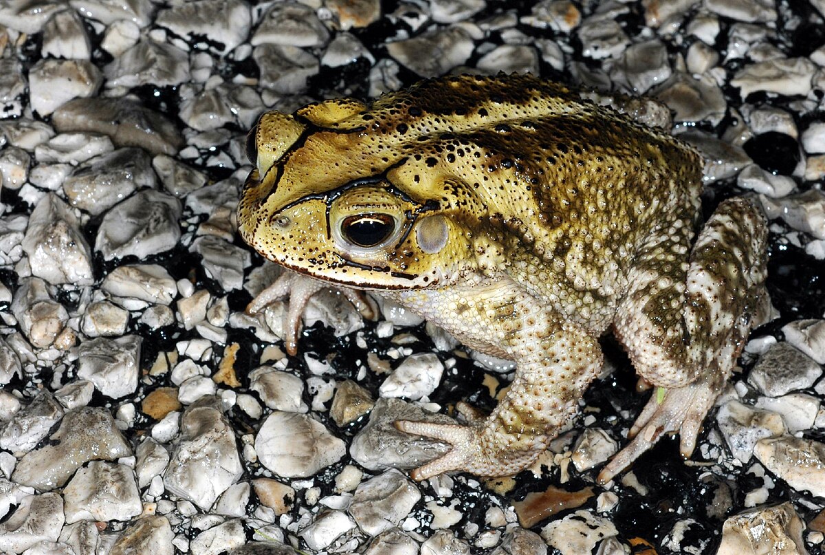 Incilius valliceps