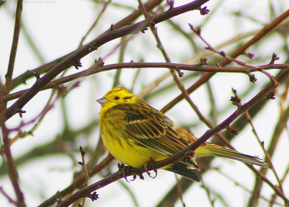 Emberiza