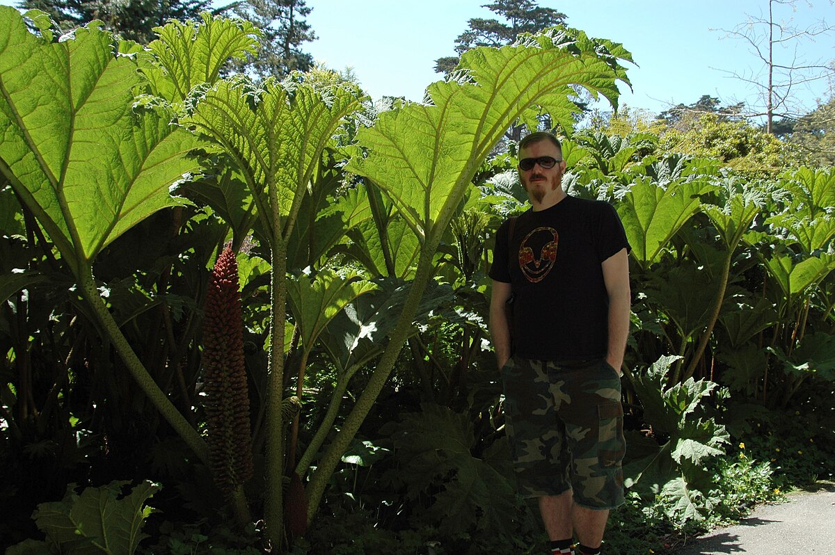 Gunnera