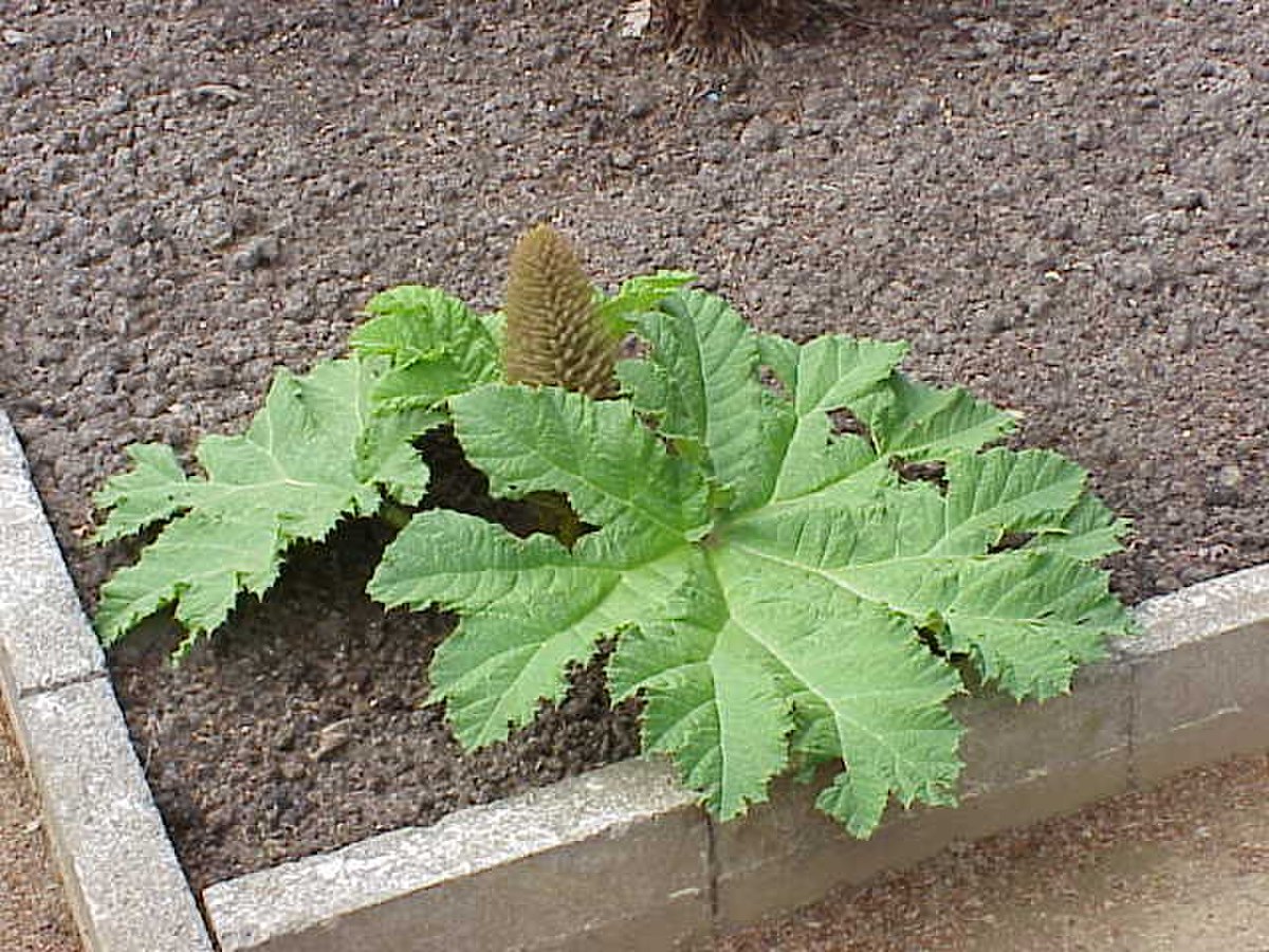 Gunneraceae