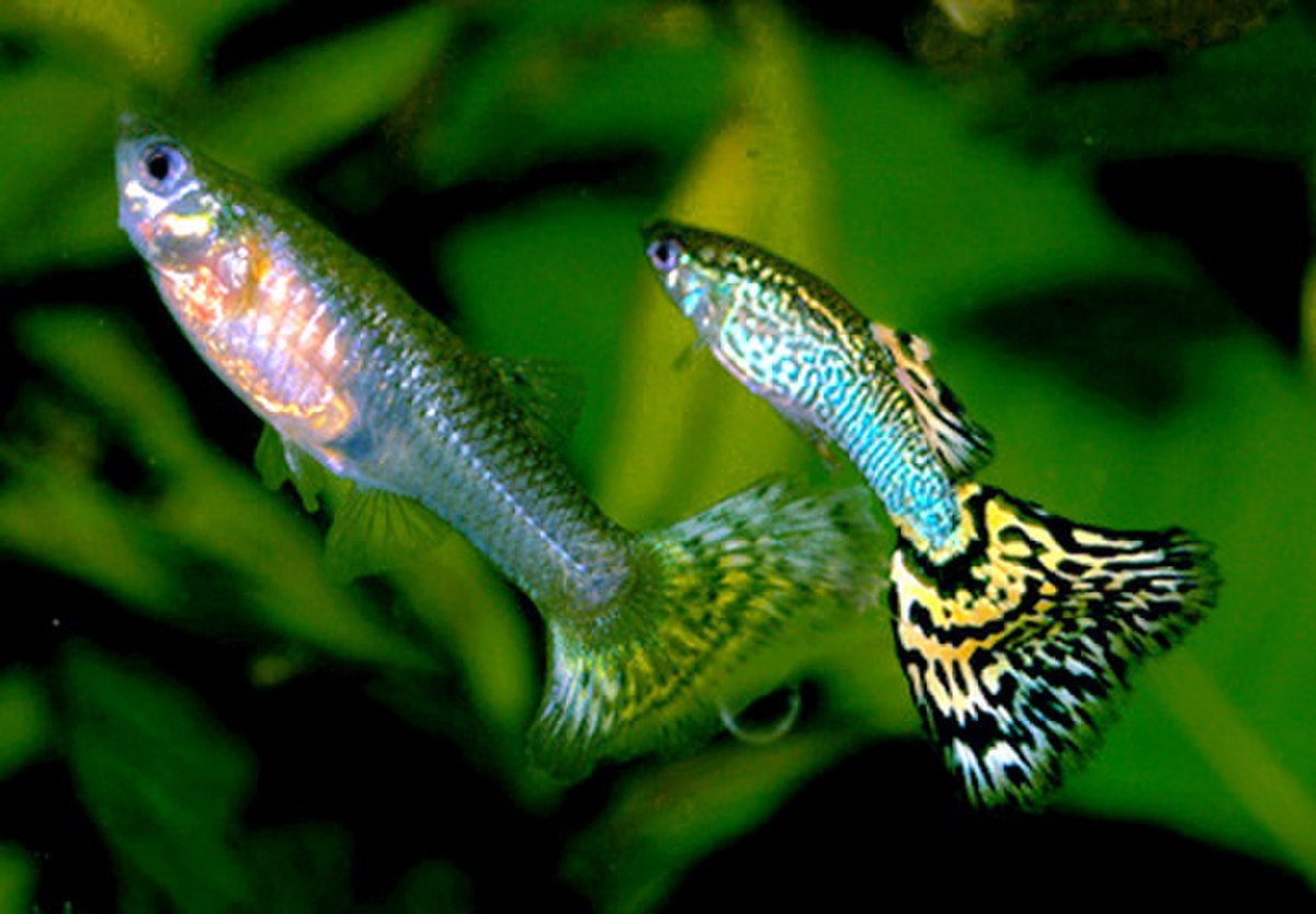 Couple de guppys (Poecilia reticulata)