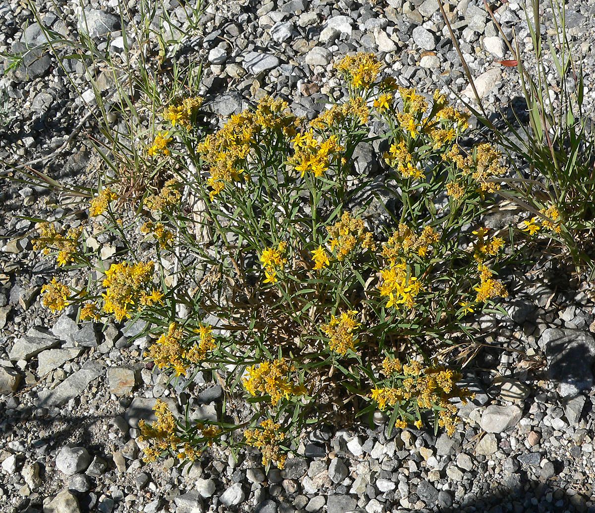 Gutierrezia