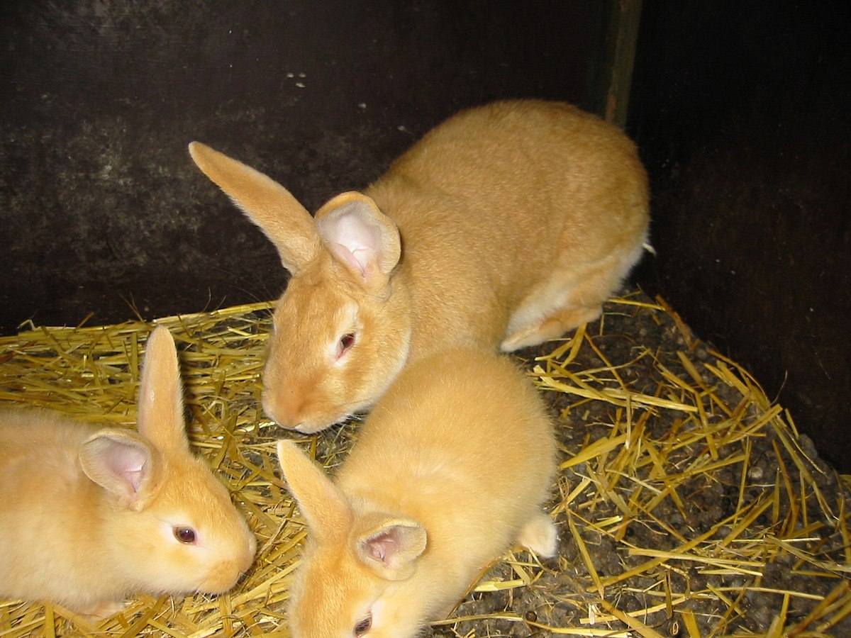 Lapin Fauve de Bourgogne