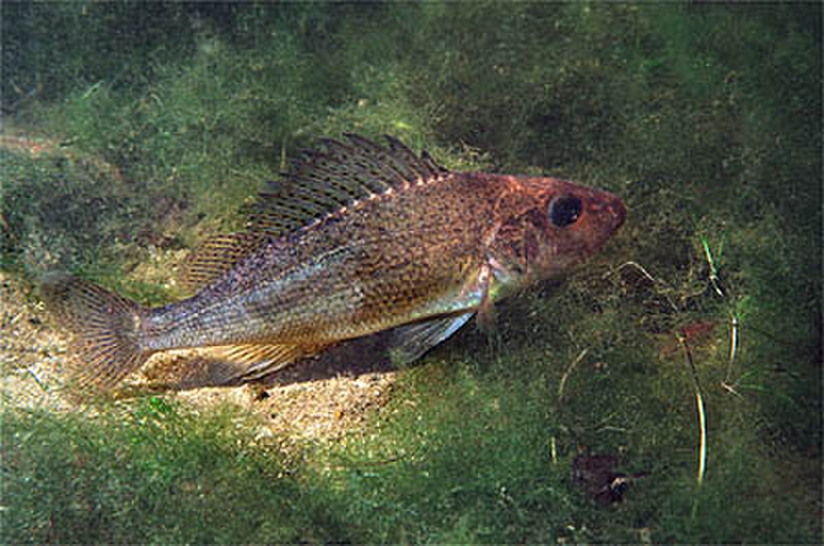 Gymnocephalus
