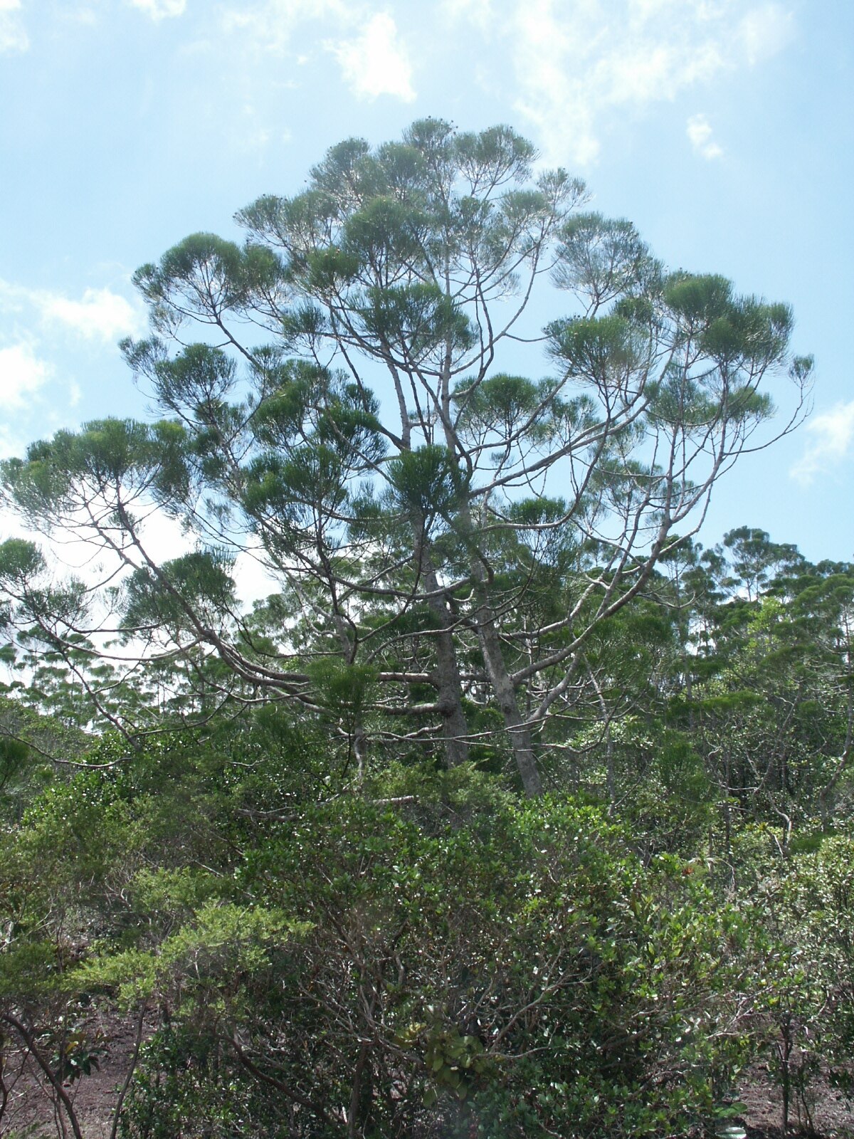Gymnostoma deplancheanum