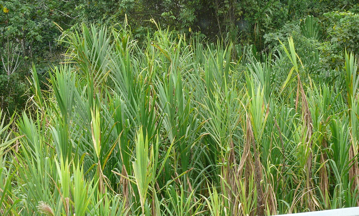 Canne flèche