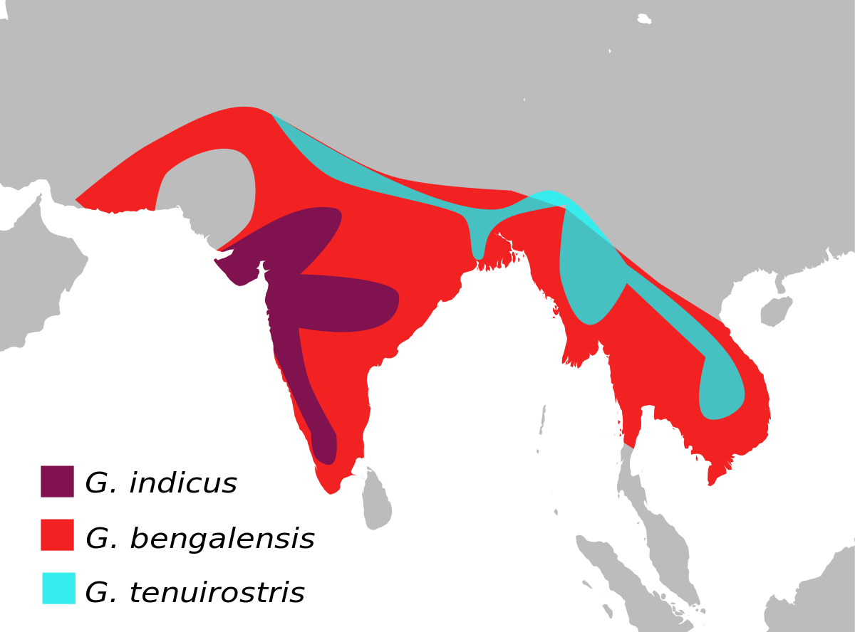 GypsBengalensisMap.svg