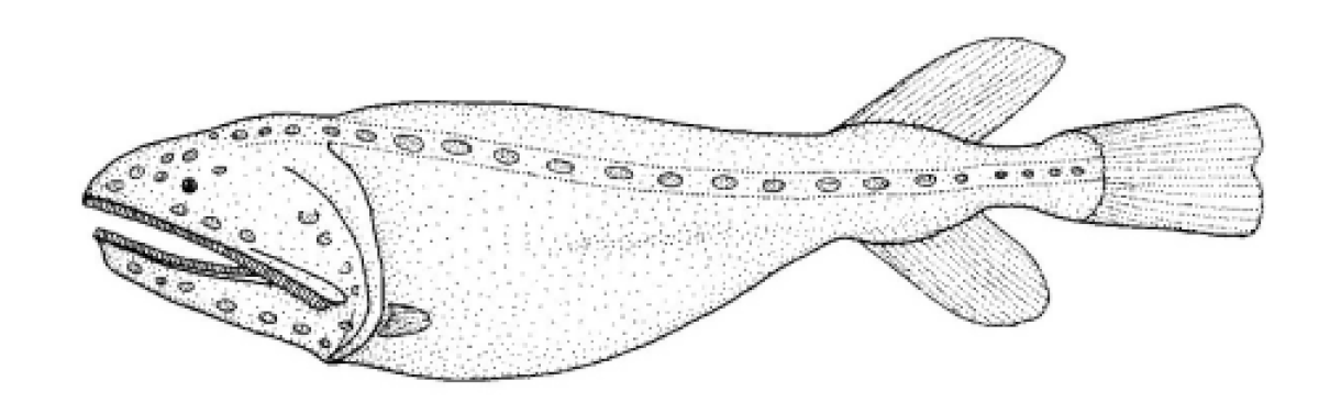 Stephanoberyciformes