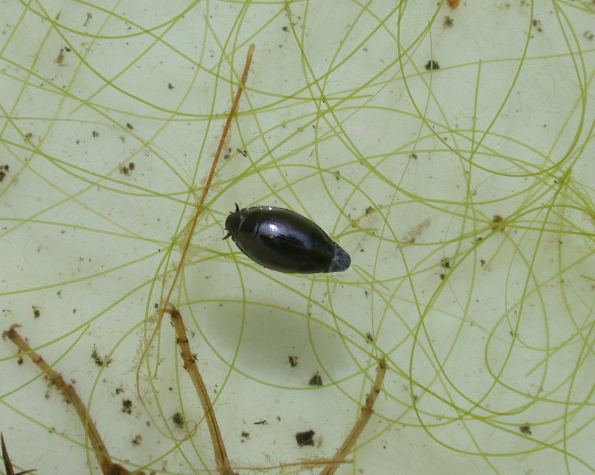 Gyrinidae