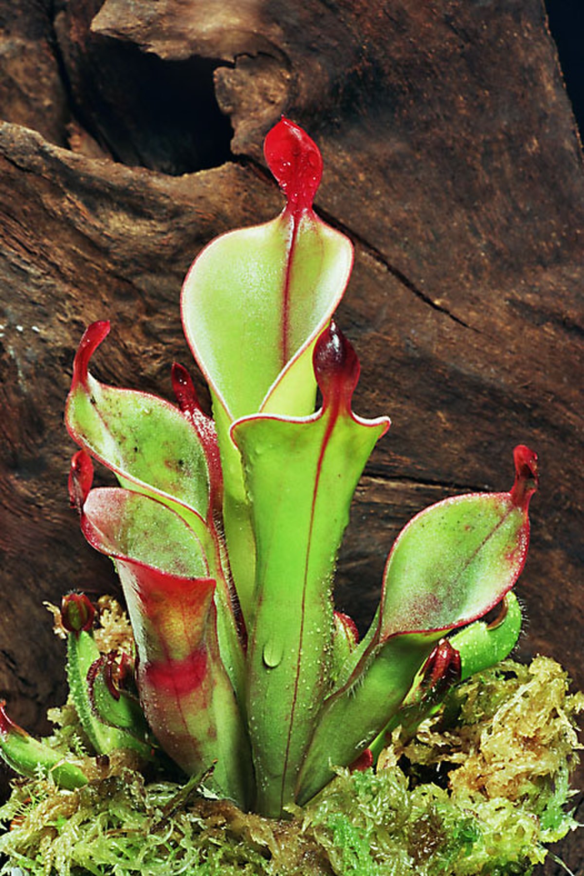 Heliamphora
