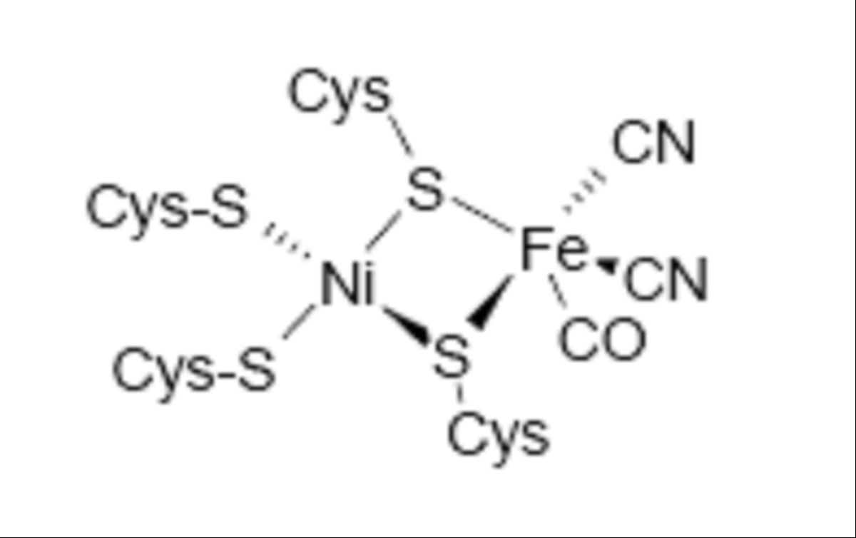 Hydrogénase