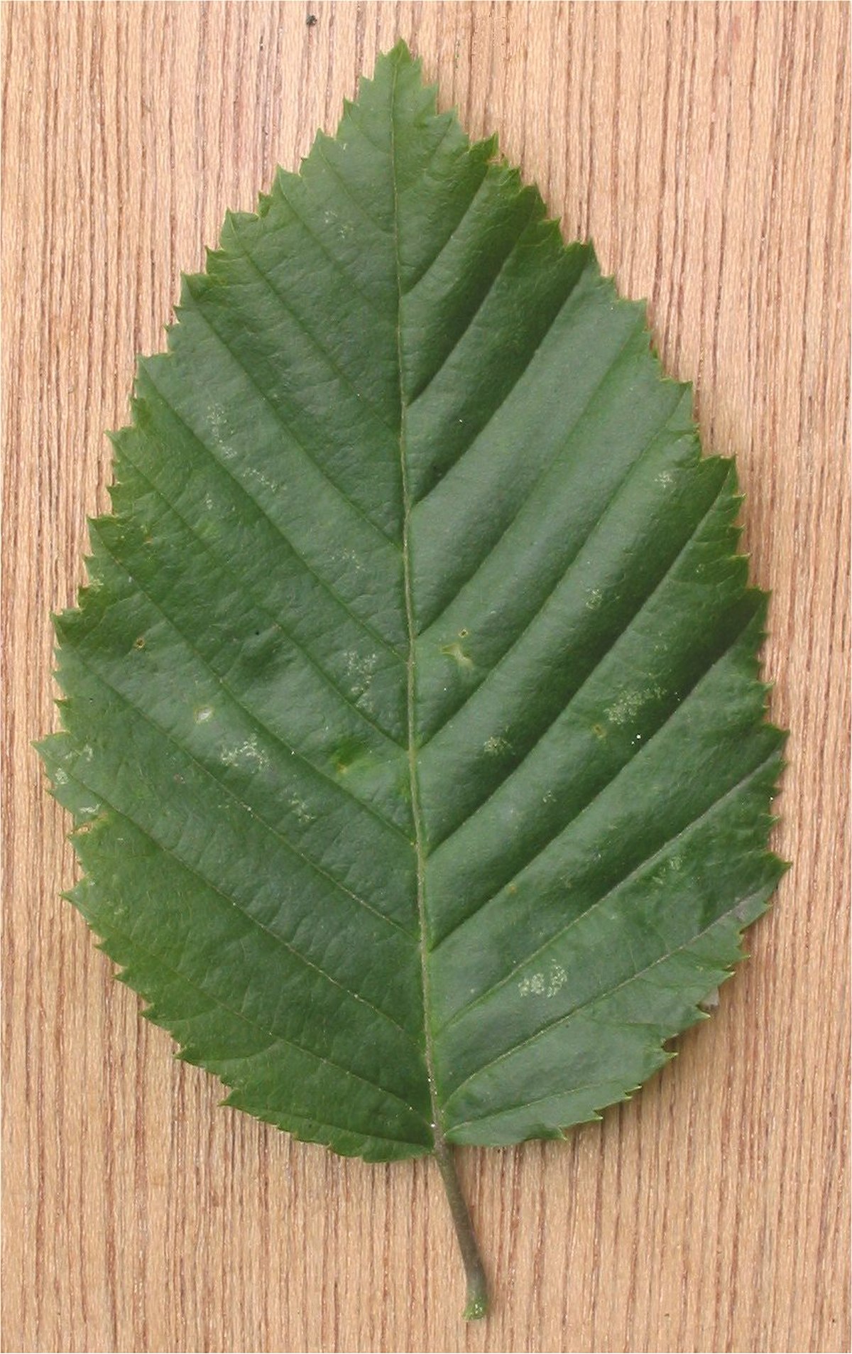 Feuille de charme commun
