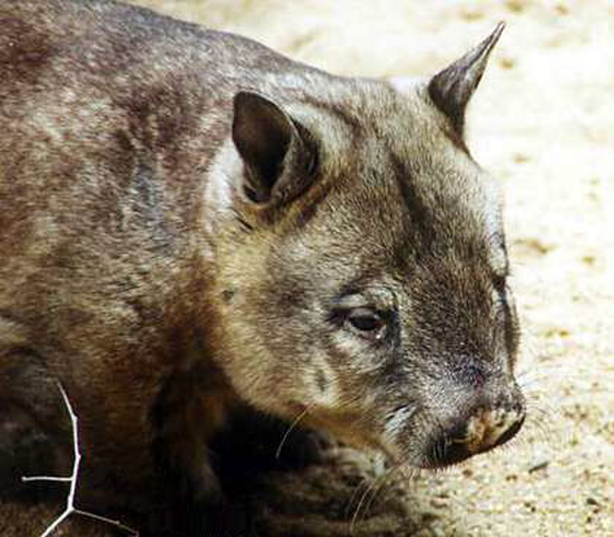 Wombat à nez poilu du nord