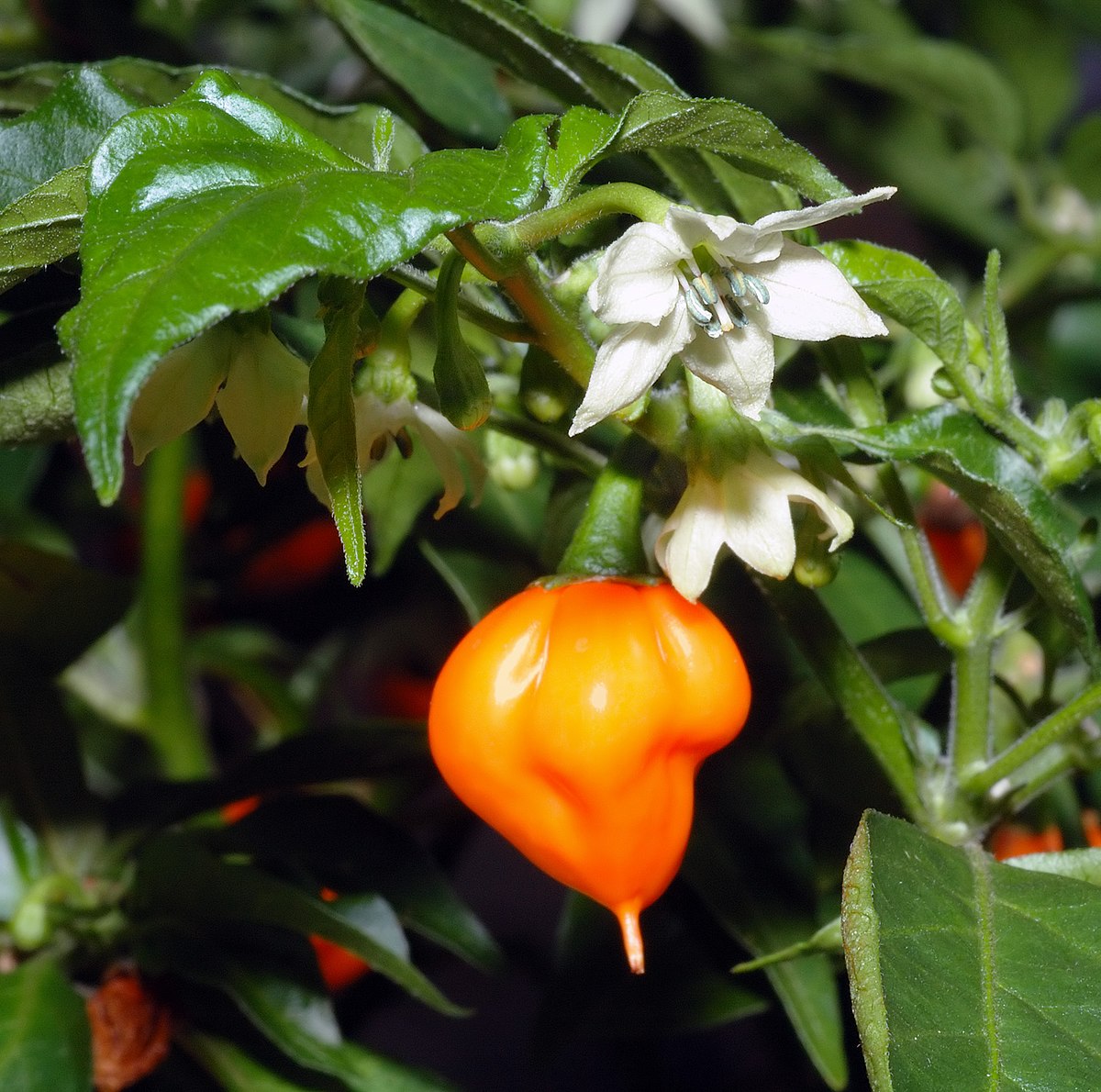 Piment habanero