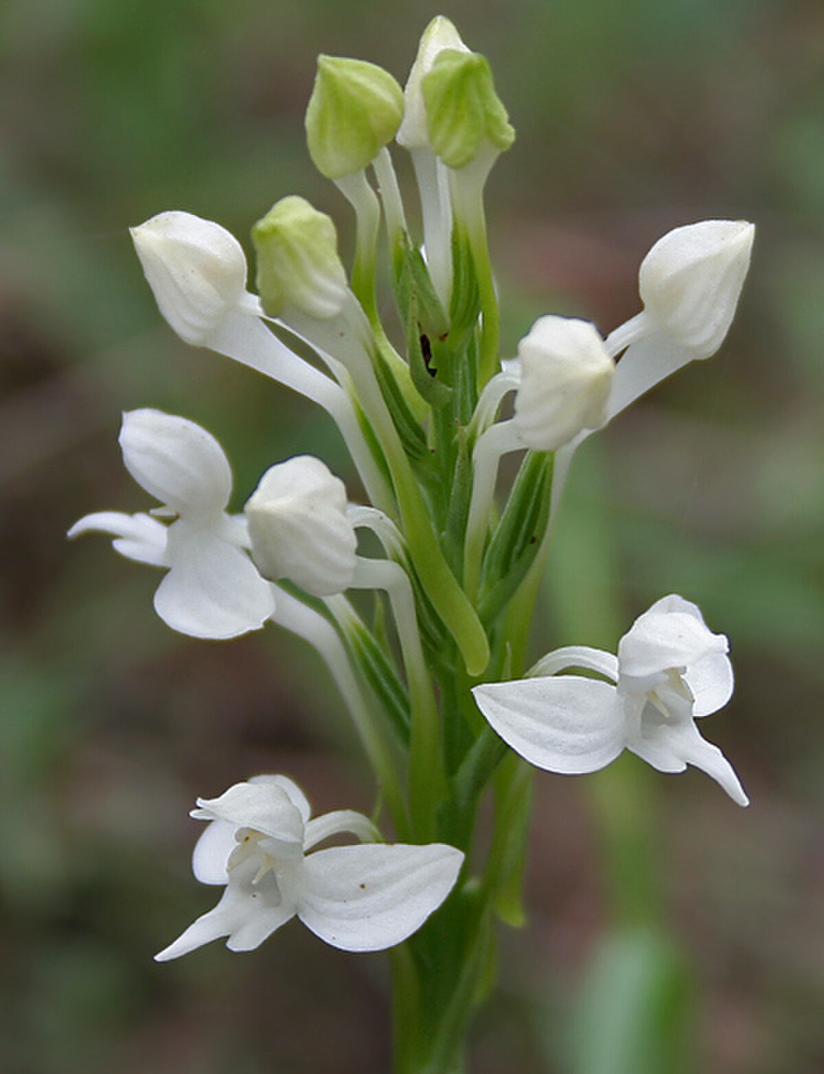 Habenaria