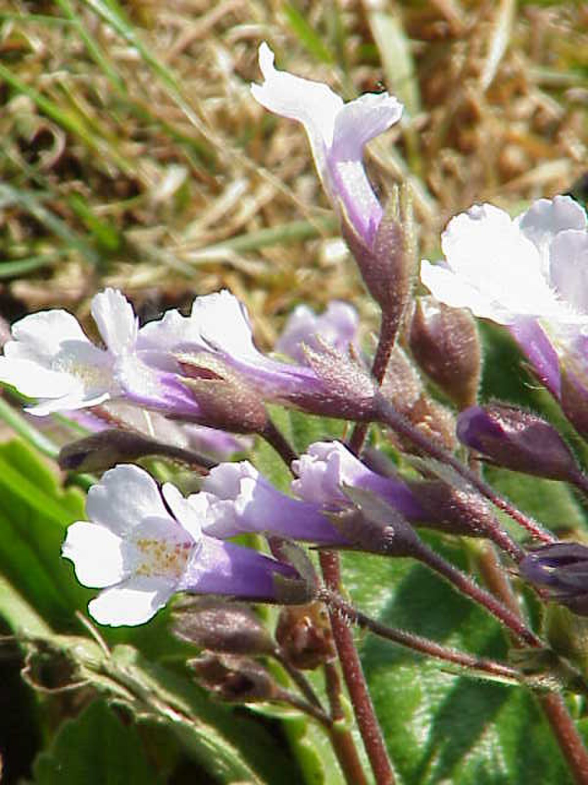 Gesneriaceae