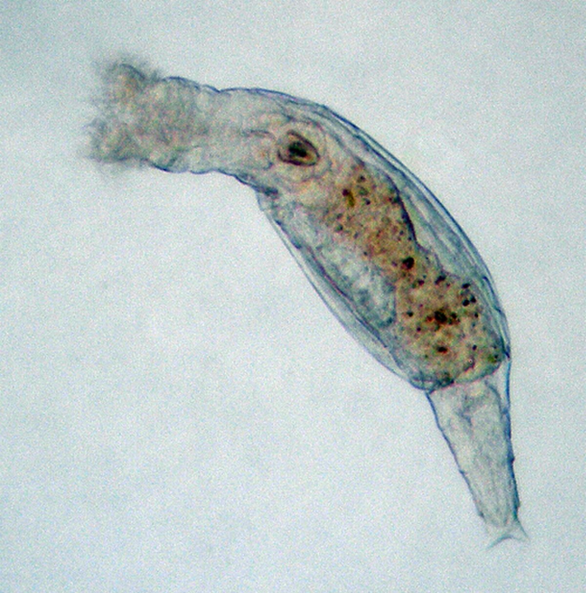 Rotifera (classification phylogénétique)