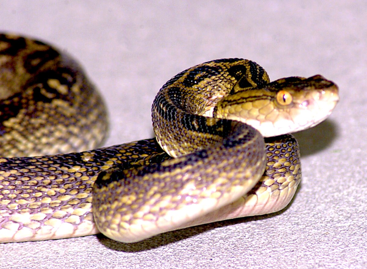 Habu (zoologie)