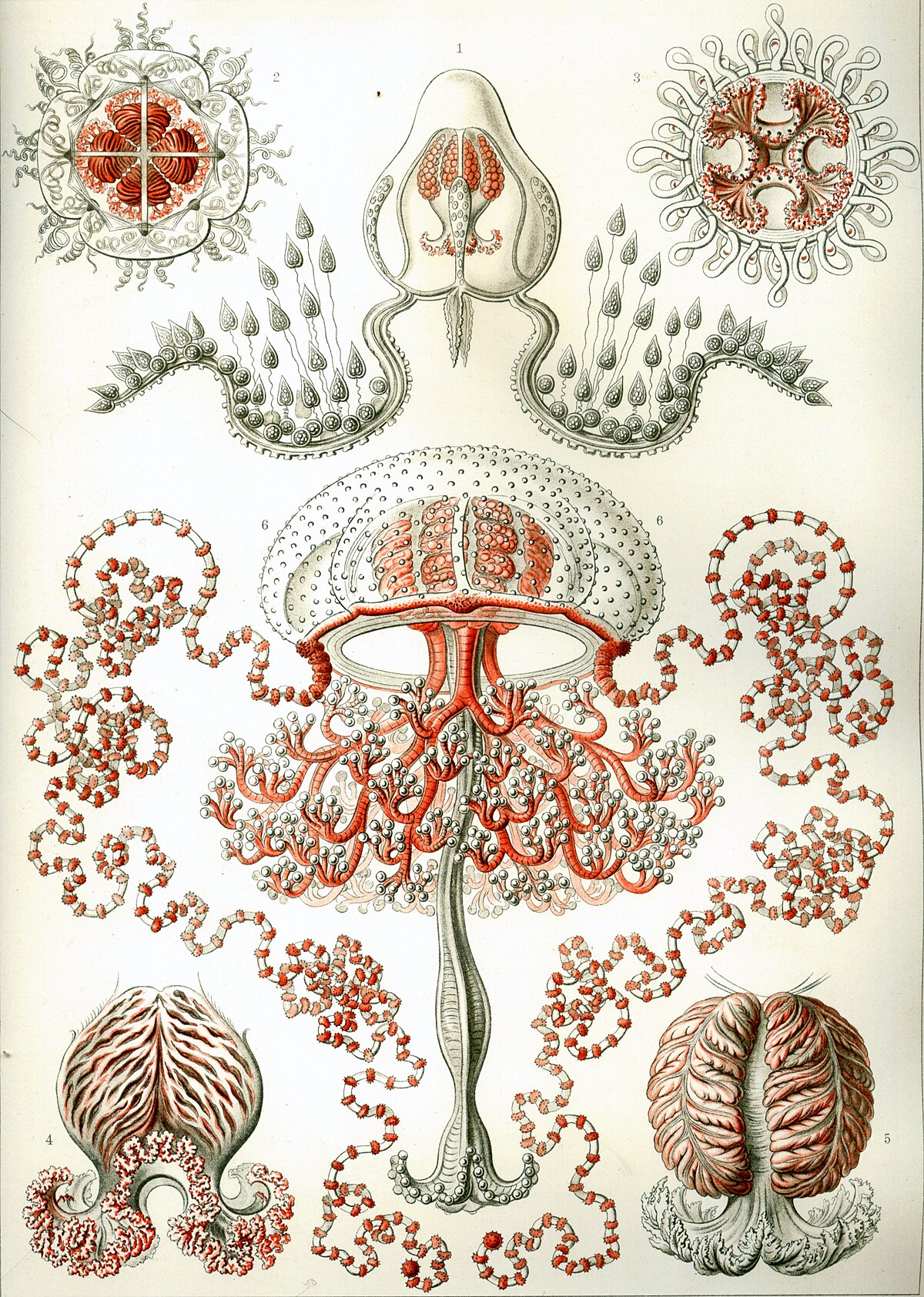 Anthomedusae