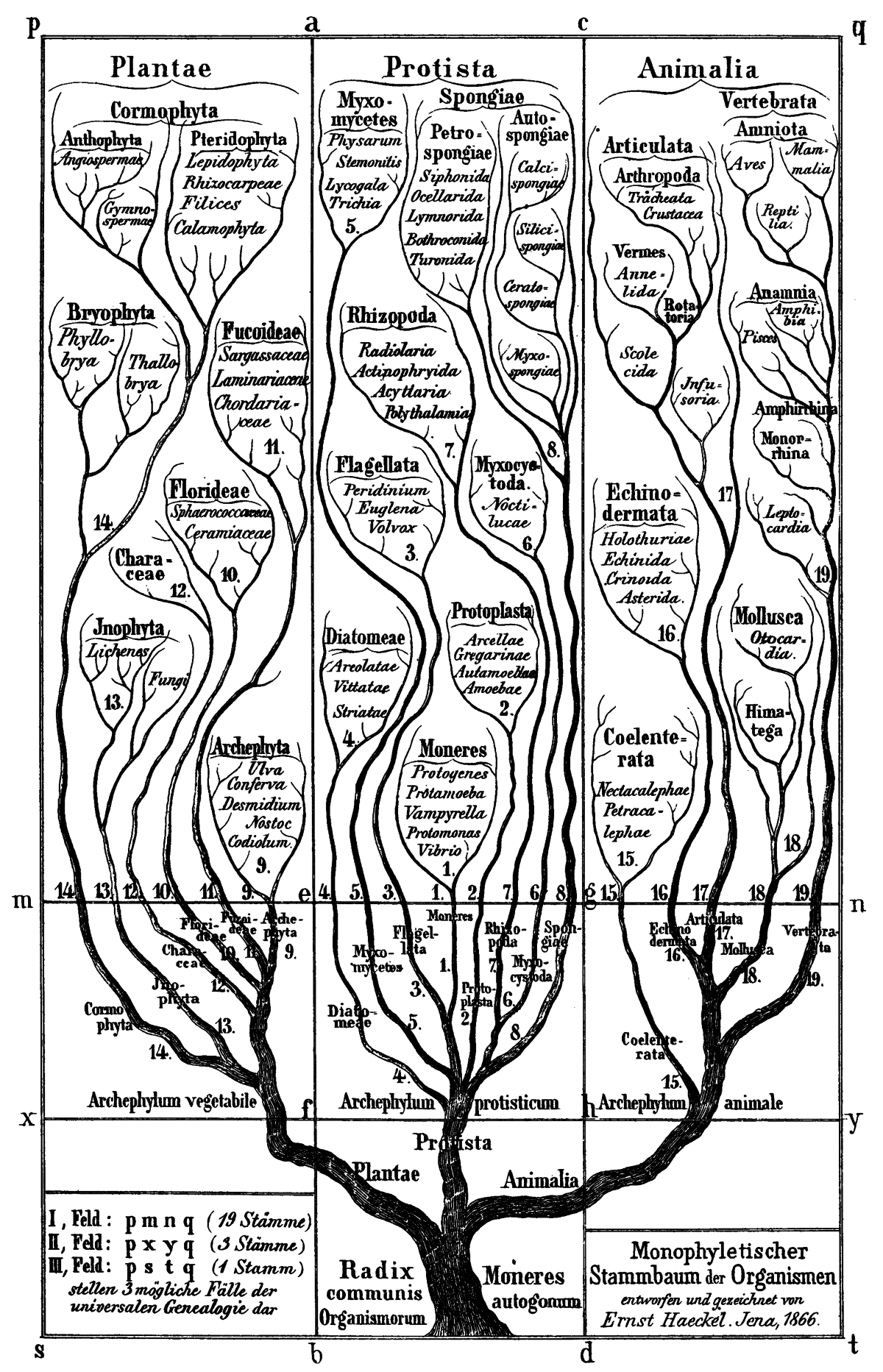 Phylogénie