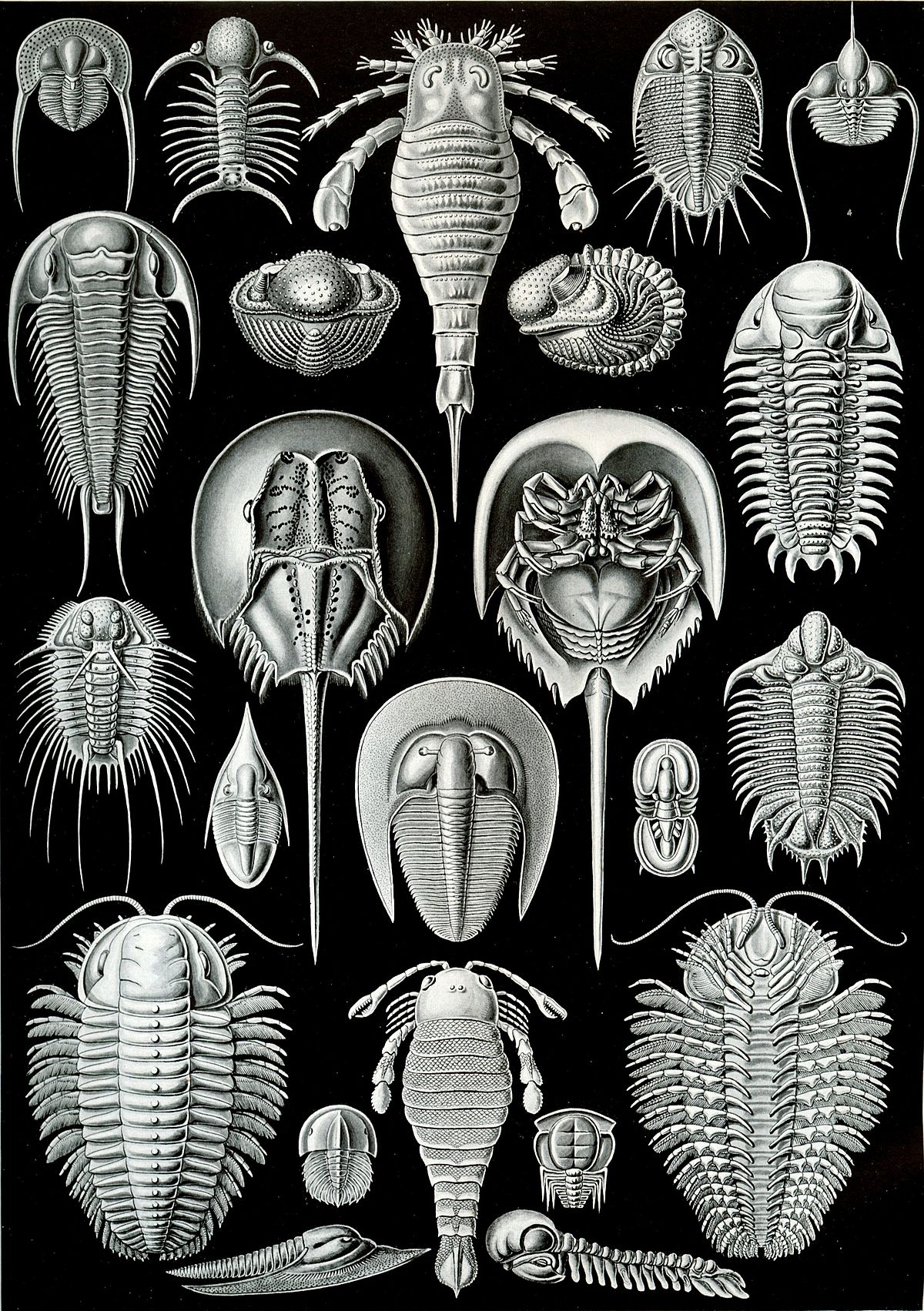 Bilateria