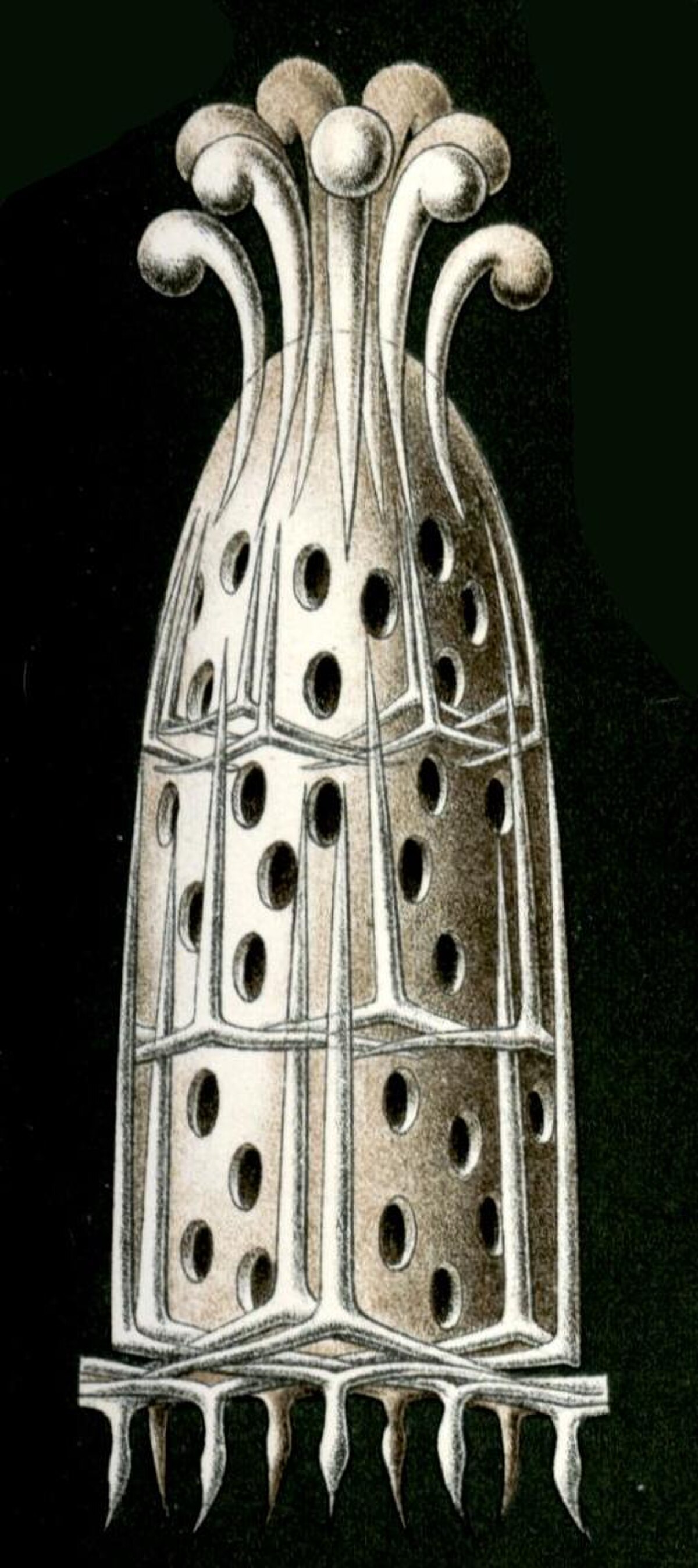 Sycandra