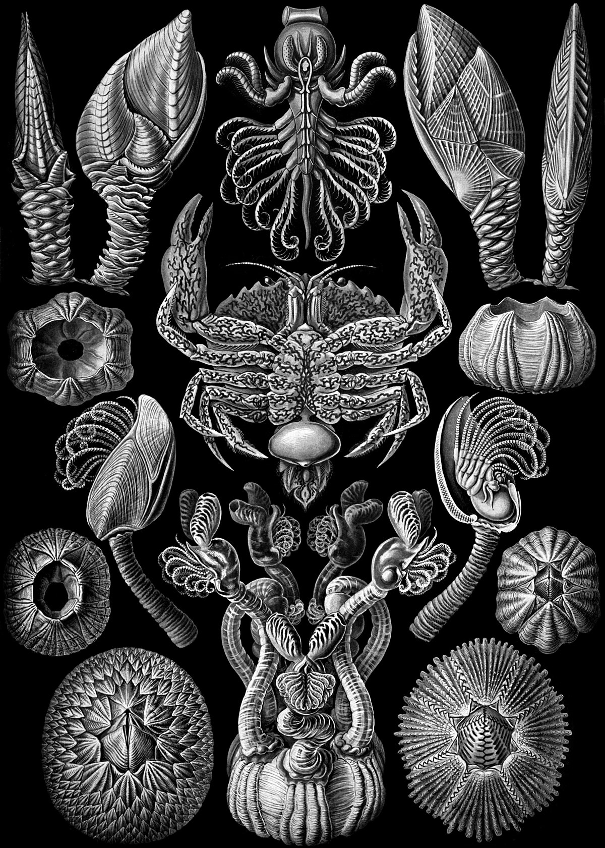 Cirripedia