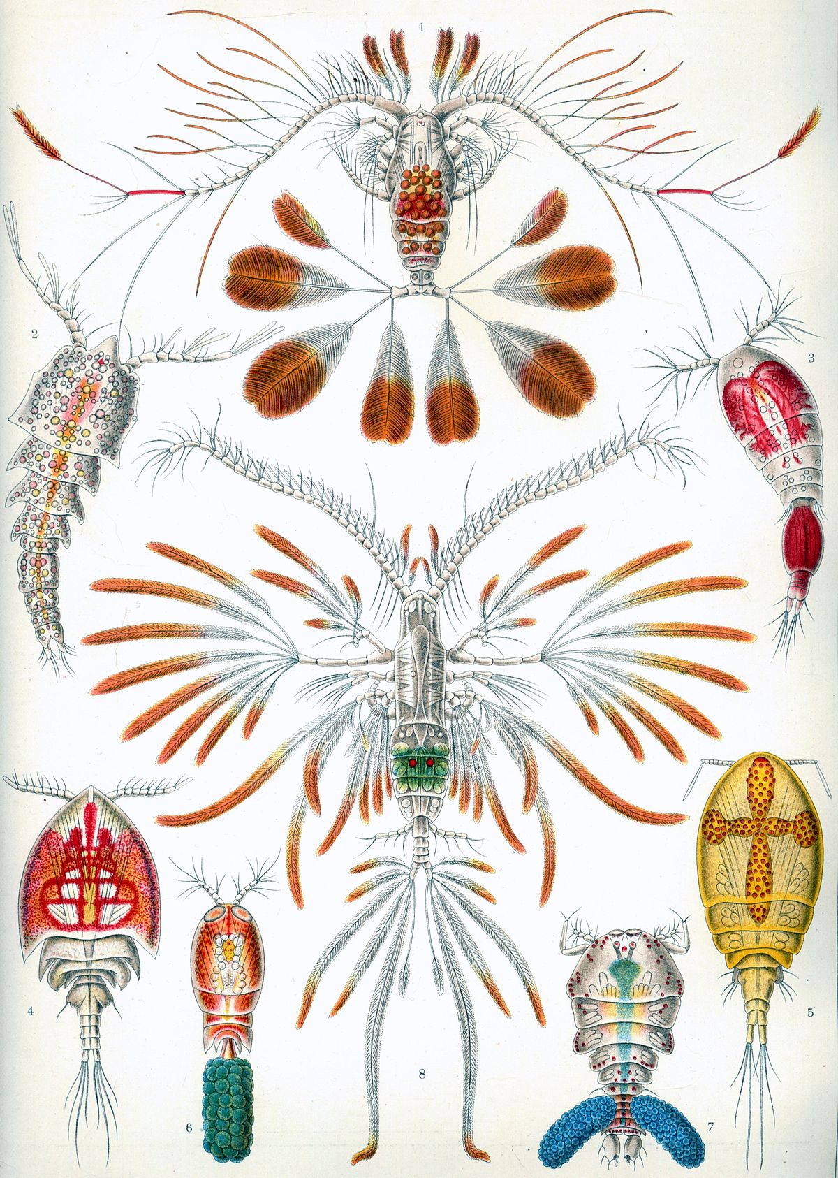 alt= Planche de Wilhelm Giesbrecht 1892, légende : 1. Calanus pavo (Dana) 2. Clytemnestra scutellata (Dana) 3. Oncaea venusta (Philippi) 4. Cryptopontius thorelli (Giesbrecht) 5. Acontiophorus scutatus (Brady) 6. Corycaeus cenustus (Dana) 7. Sapphirina darwinii (Haeckel) 8. Augaptilus filigerus (Giesbrecht)