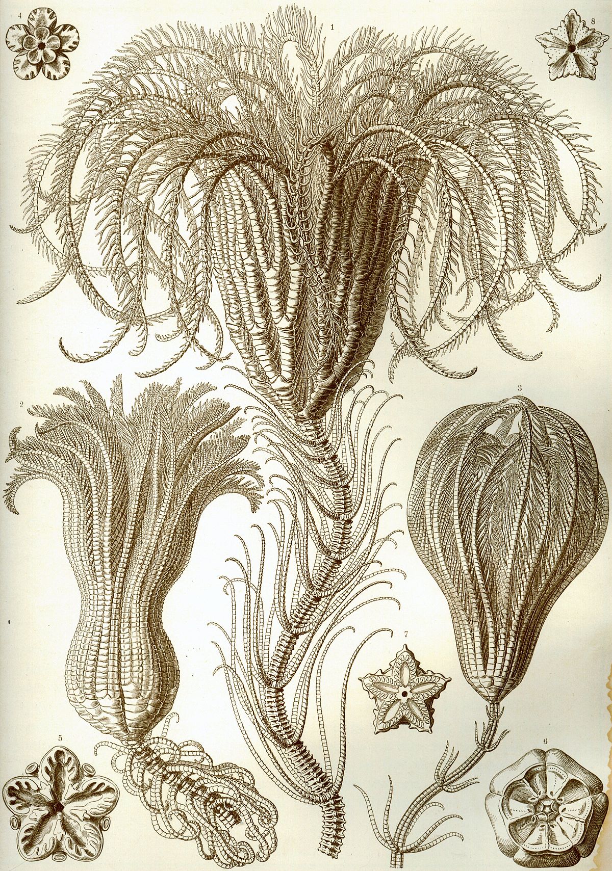 Crinoidea
