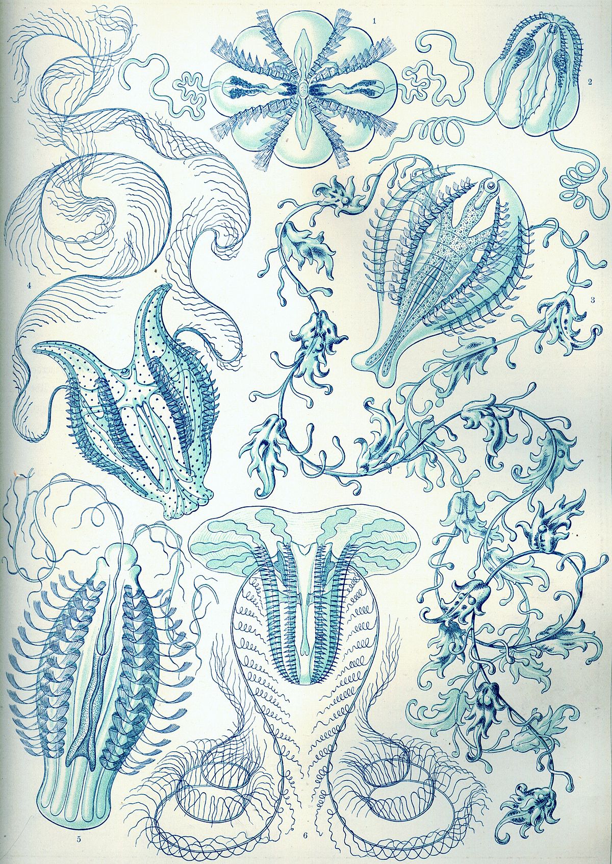 Ctenophora