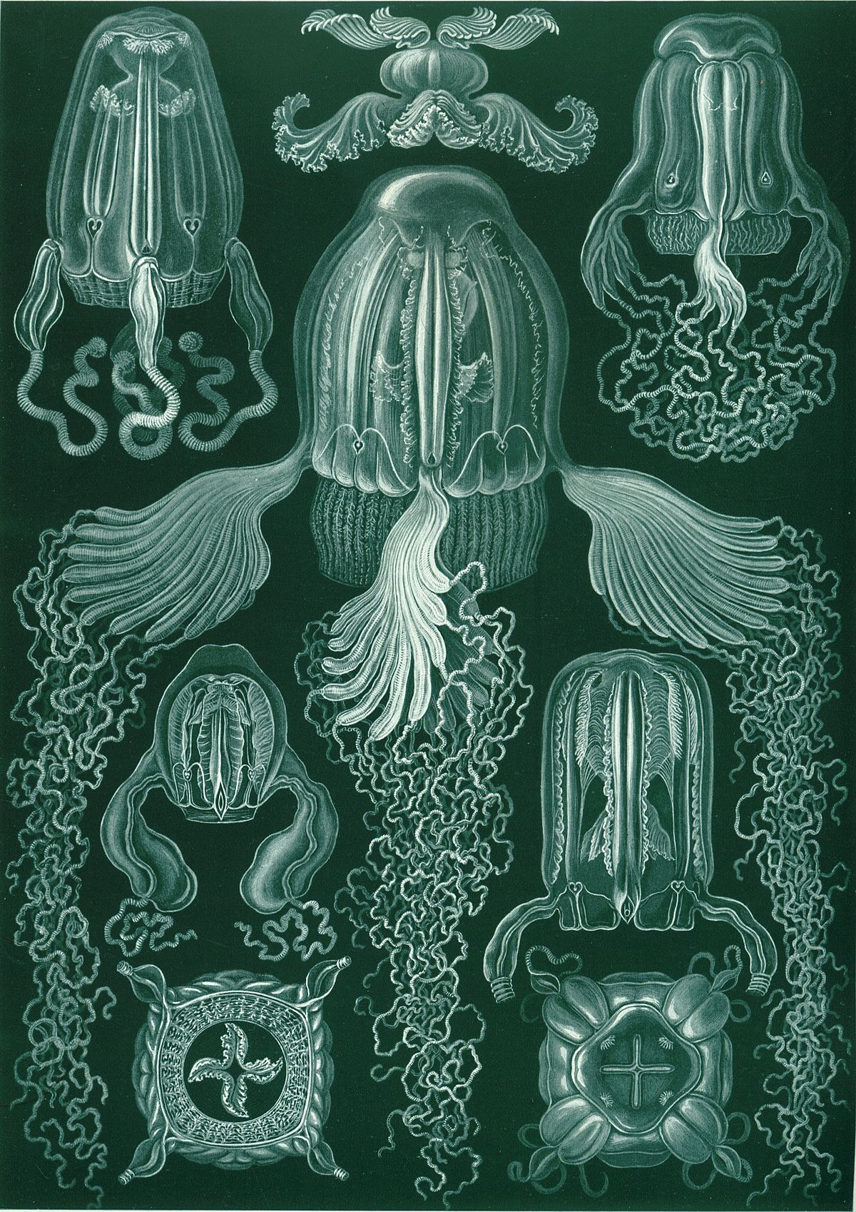 Cubozoa