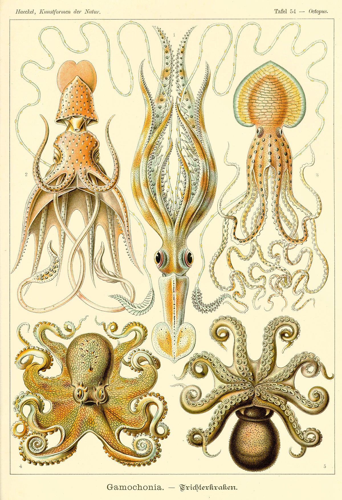 Cephalopoda