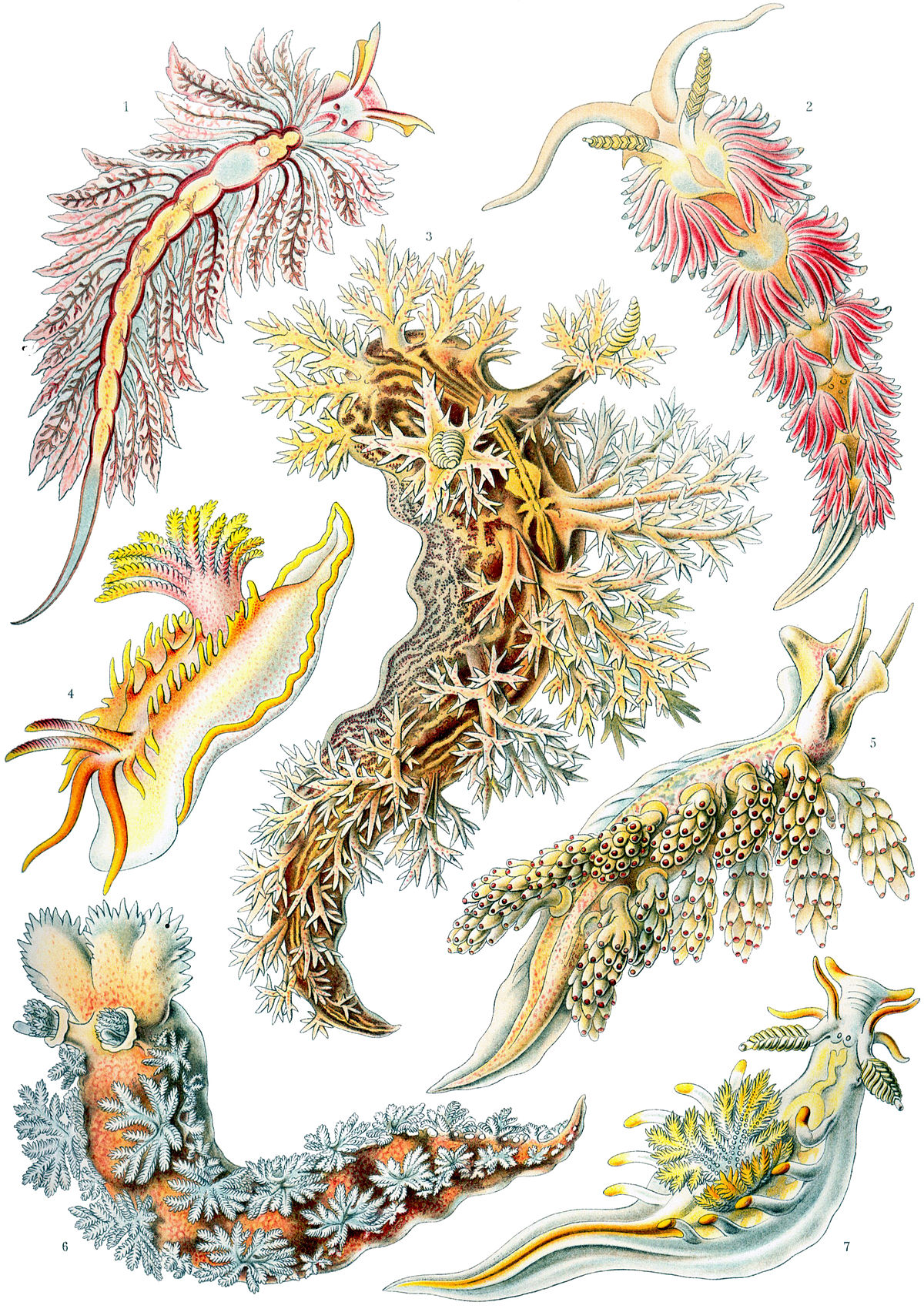 Nudibranchia