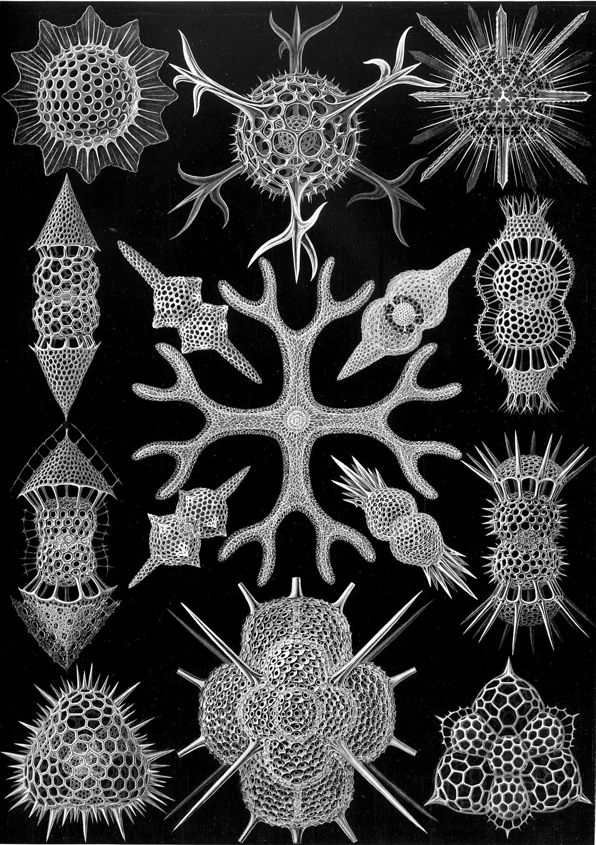 Radiolaria