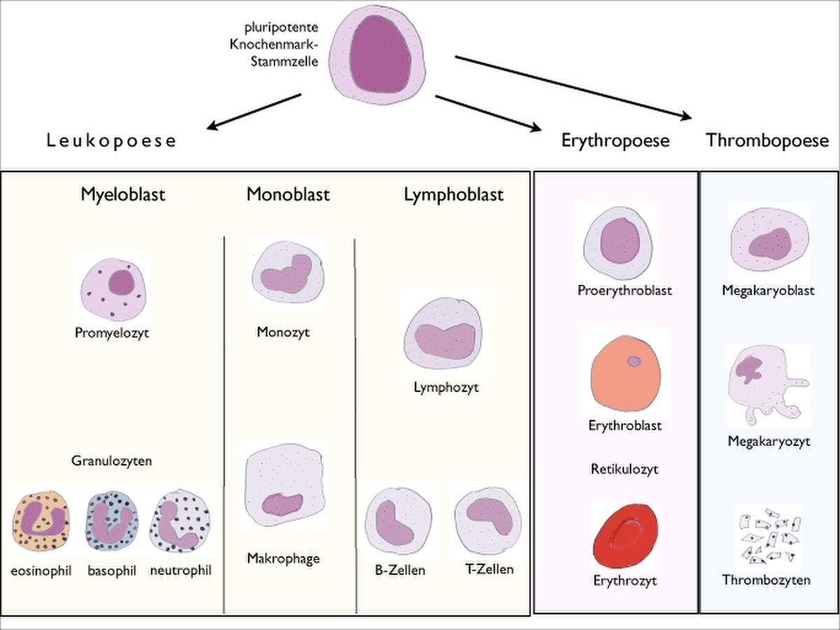 Hématologie