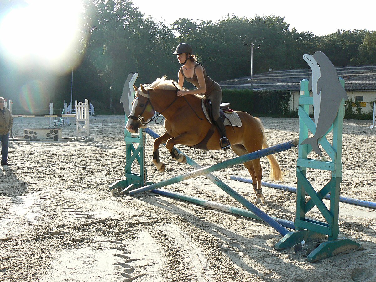 Haflinger