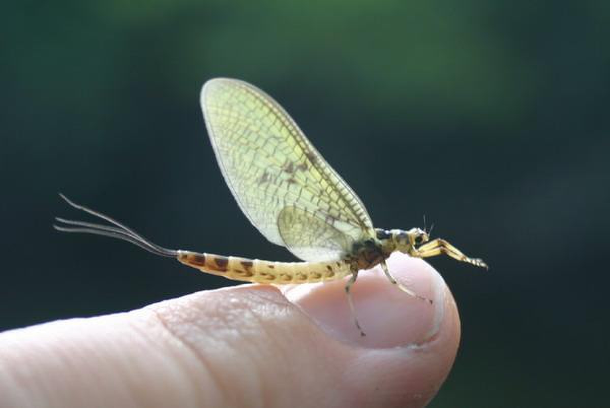 Ephemeroptera