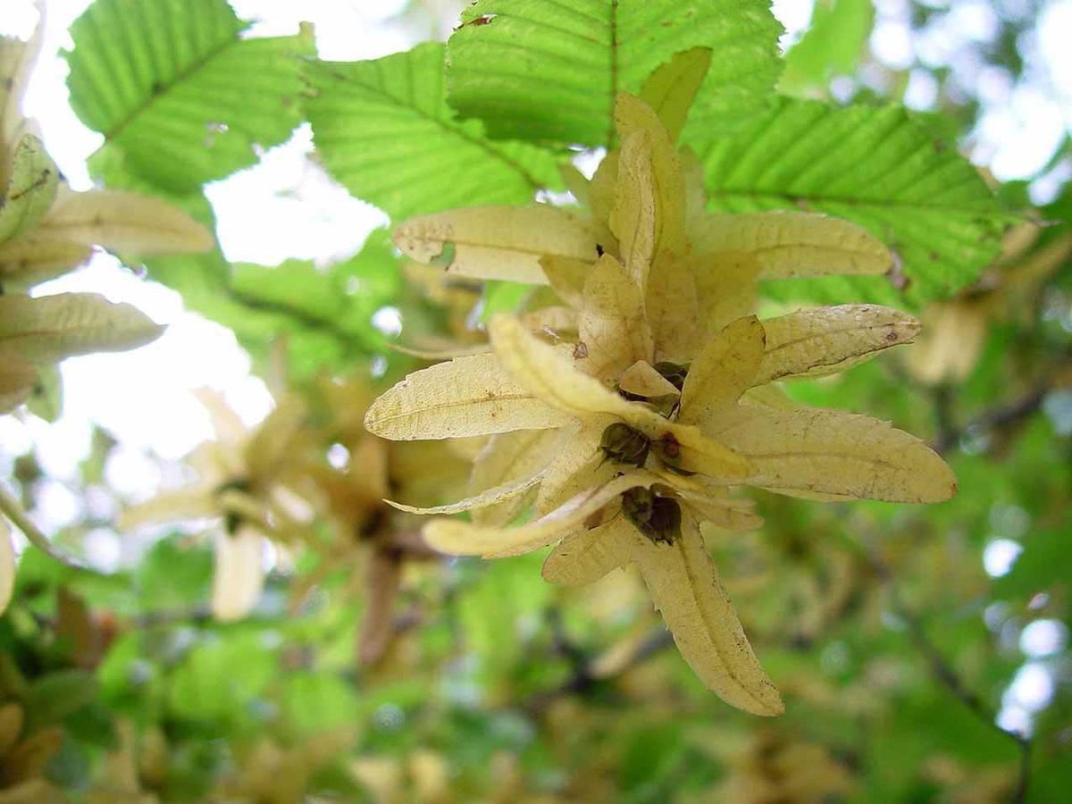 Fruits
